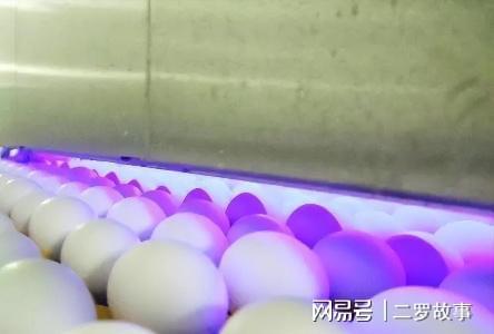 无菌蛋背后的智商税，揭秘现代食品消费的陷阱